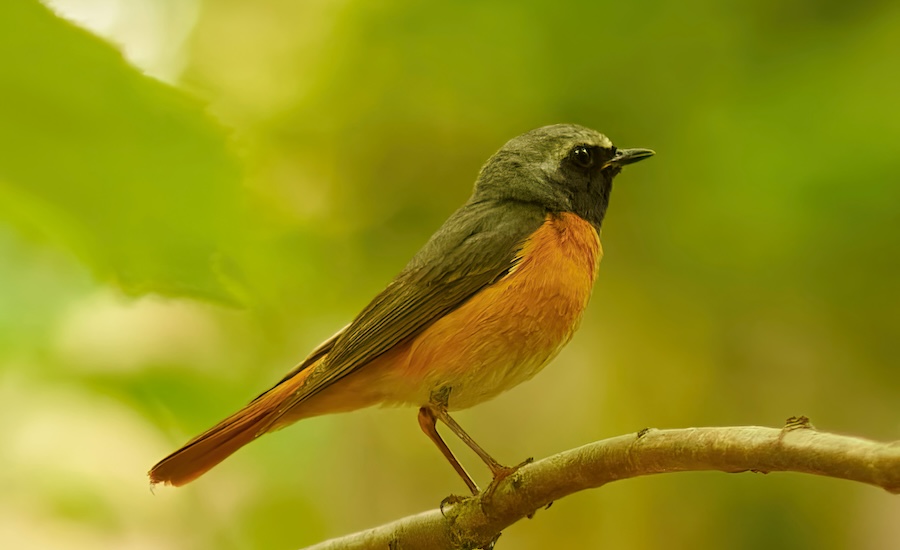 726,000 songbirds illegally killed in Cyprus last autumn as enforcement gaps exposed