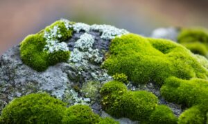 Cómo el musgo podría ayudar a las carreteras a hacer frente a las fuertes lluvias y reducir…