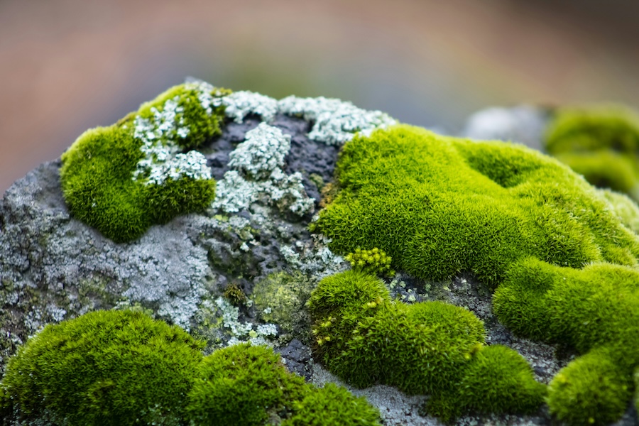 How moss could help roads cope with heavy rain and reduce air pollution