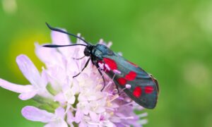 El bar de néctar nocturno