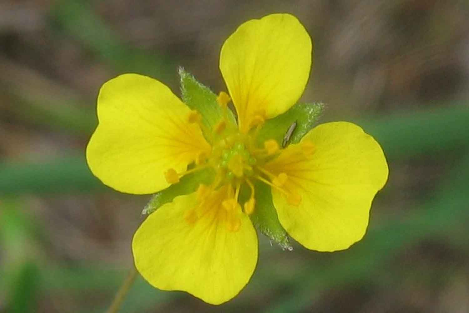tormentilla