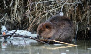 Los castores pueden convertir los arroyos en depósitos de carbono: medimos…