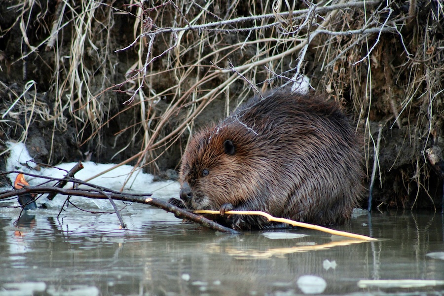 Beavers can turn streams into carbon stores – we measured how much