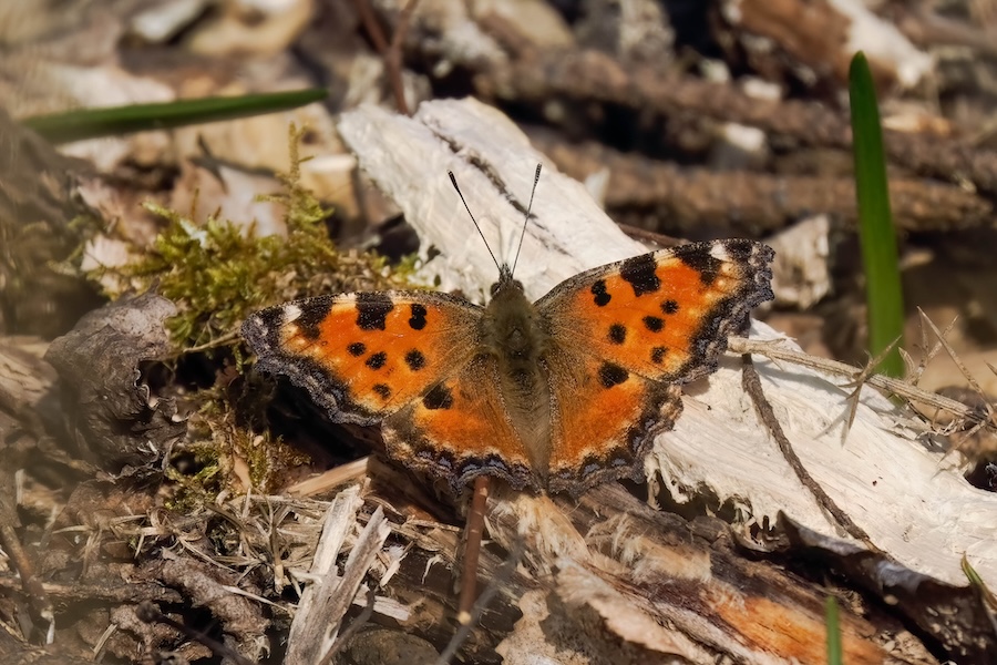 Mariposa 'extinta', la tortuga grande, vista...