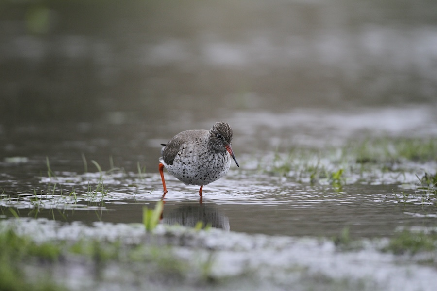RSPB restores lost peatland paradise for threatened wildlife in eastern England 