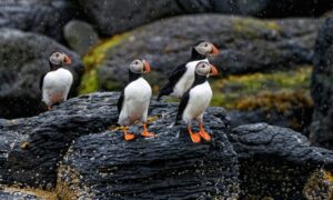 Una primicia mundial: la isla Rathlin logra el histórico hurón…