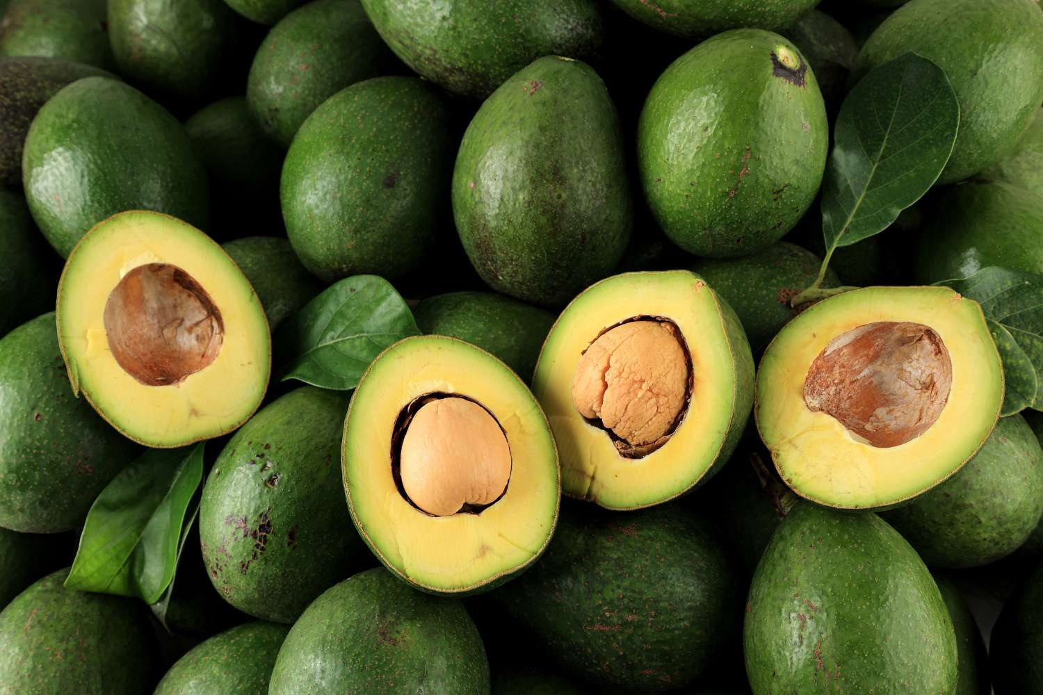 avocado