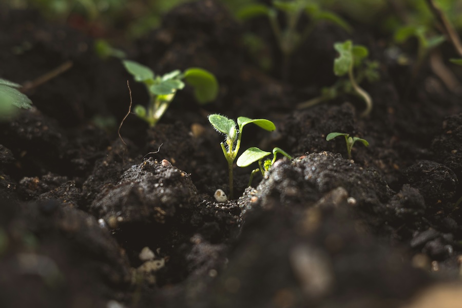 How hidden soil fungi ‘steal’ bacterial DNA to control the rain