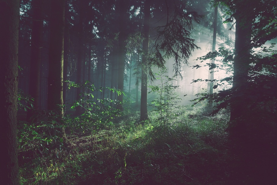 Turning debt into forests – the finance tool making a comeback