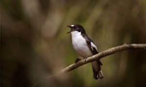 Dawn Chorus se agotó cuando los pájaros cantores chocaron