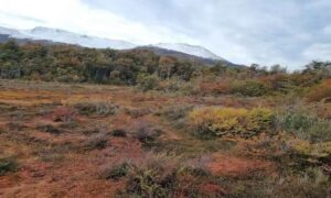 Las turberas son vitales para abordar el cambio climático, pero los científicos…