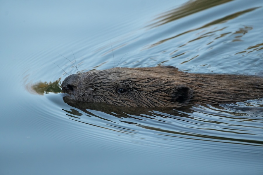 Beavers Return to Bedfordshire After 400 Years