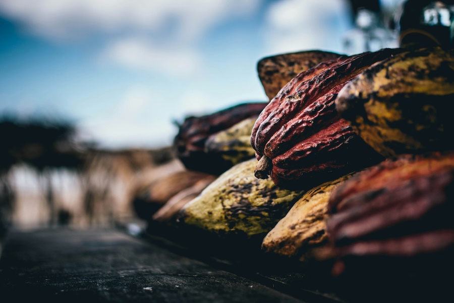 Cocoa farmers cut down trees for short‑term gain, but keeping them is important – here’s why