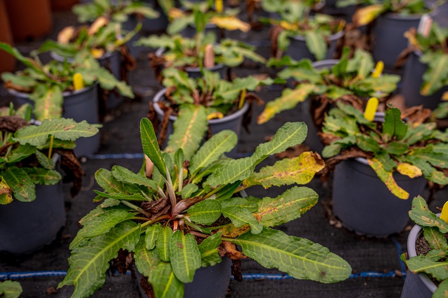 Fresh hope as globally threatened shore dock returned to newly restored habitat
