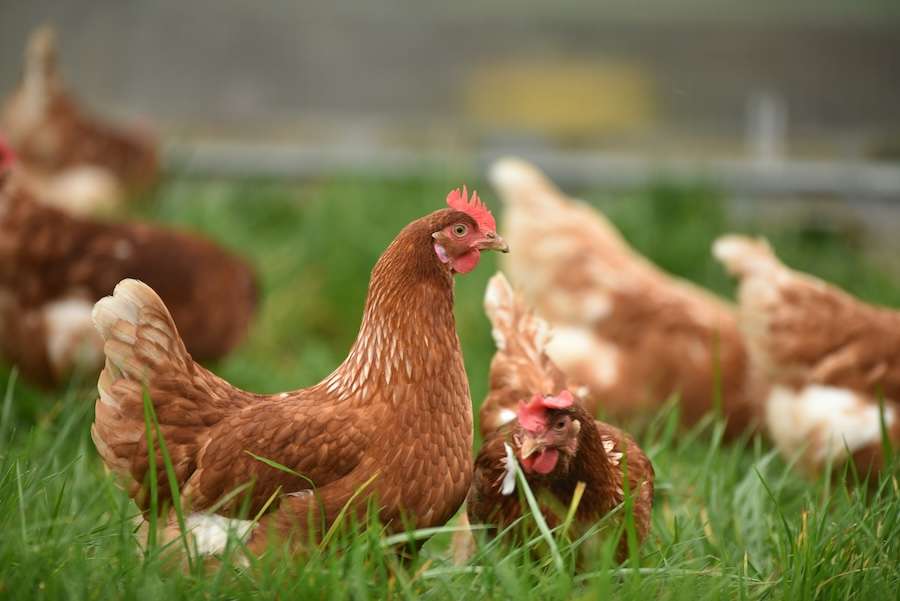 Missing chickens – significant gaps identified in poultry data