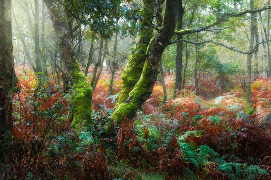 UK Government urged to accelerate nature recovery policies amid rising ecological risks