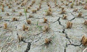 Sistemas agroalimentarios bajo presión del calor extremo