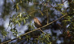 Un éxito de canto para Nightingales este Dawn Chorus Day