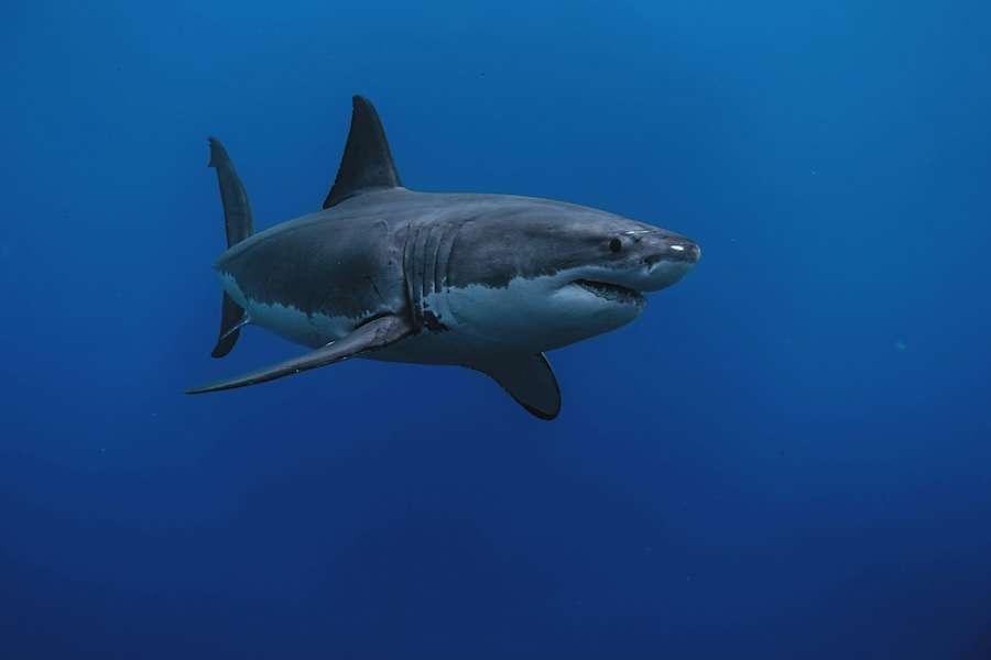 Could warming seas bring great white sharks back to the North Sea? A 5‑million‑year‑old shark tooth may provide clues
