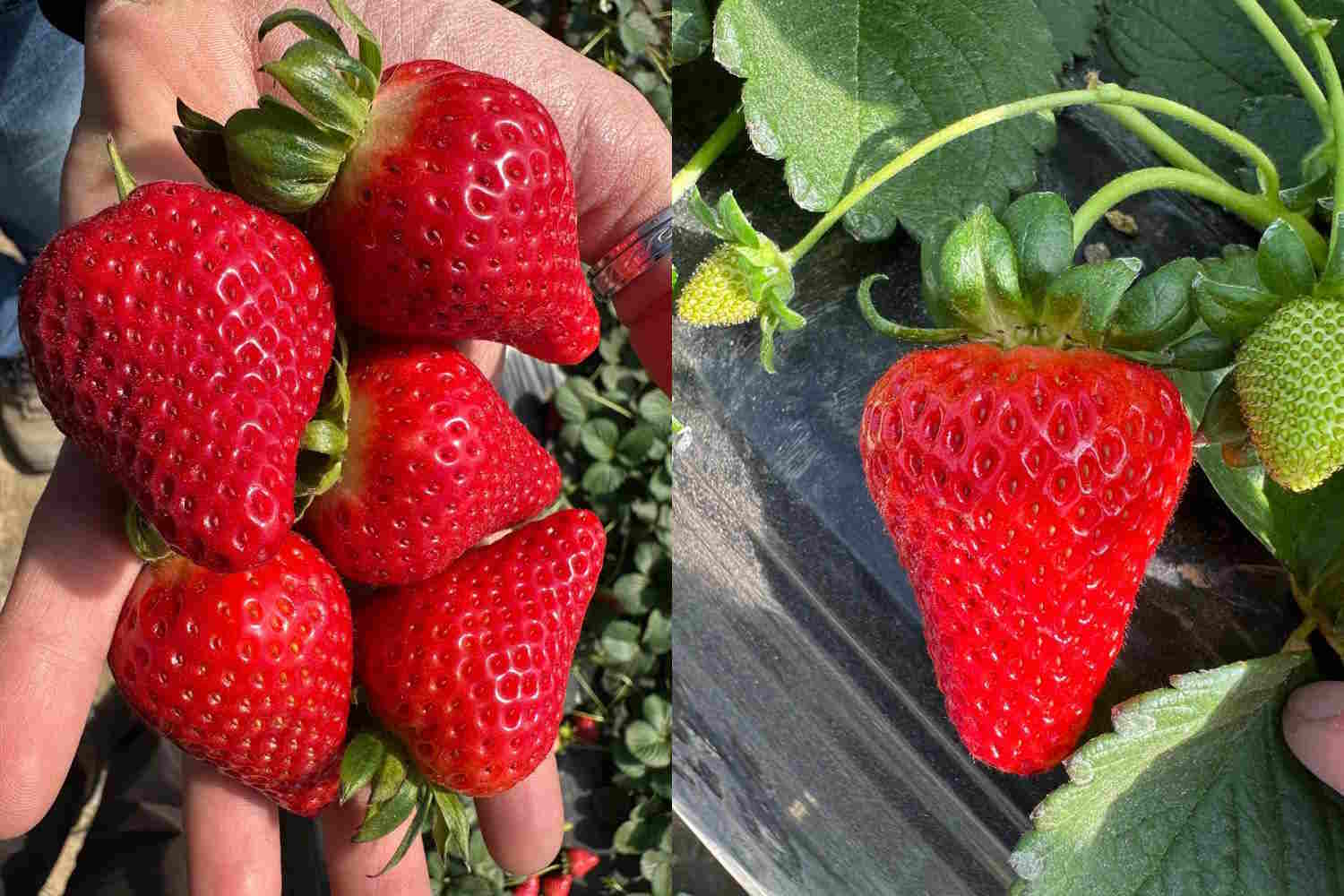 fragole CoopSole