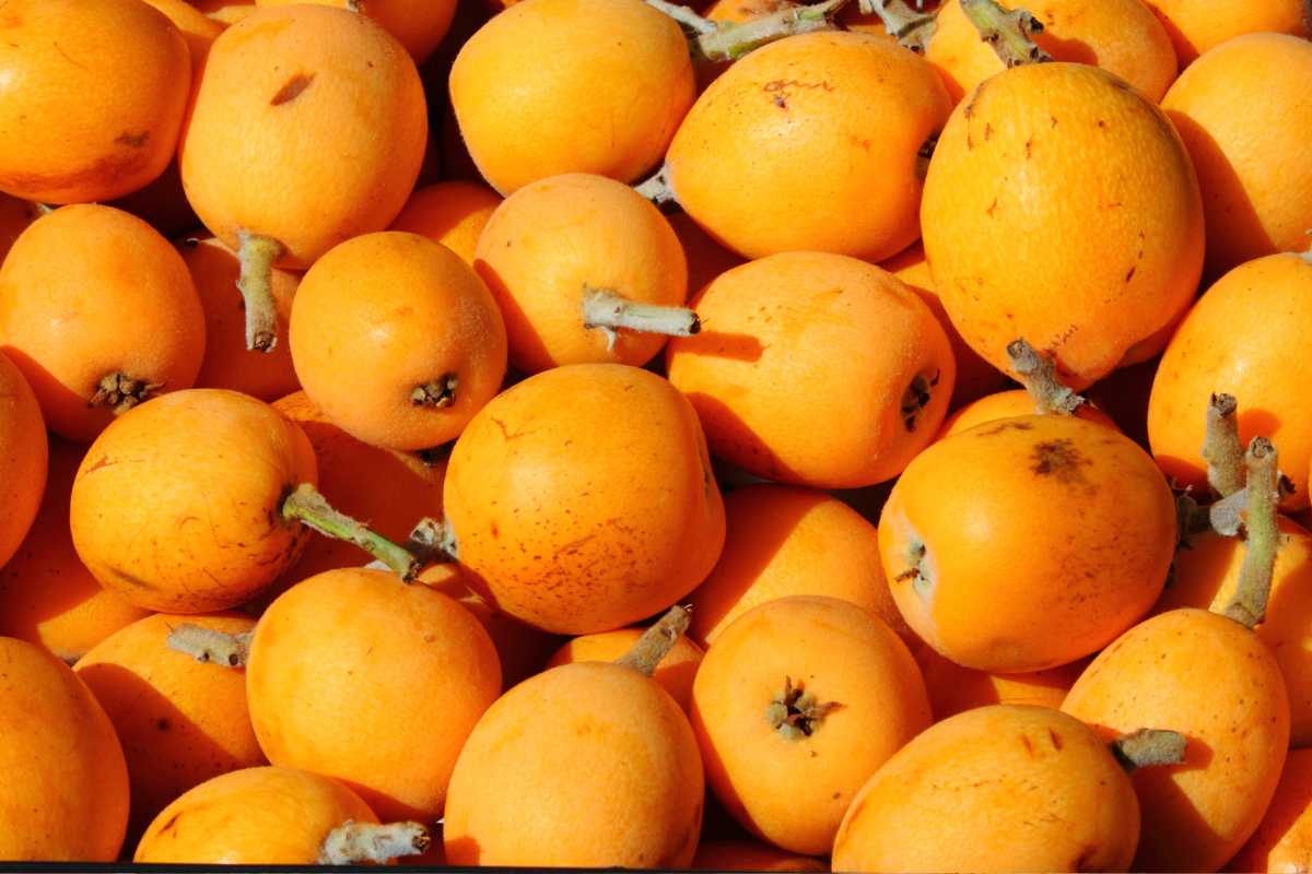 nísperos