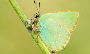 Amantes de la naturaleza invitados a ayudar a cazar mariposas raras este…
