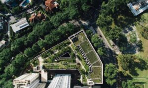 Cómo construir ciudades para la vida silvestre, no solo para las personas: nueva investigación