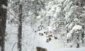 Cómo los rebaños de renos, la naturaleza y la cultura sami pueden prosperar cuando…