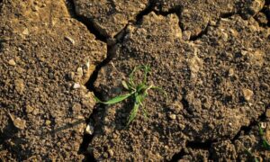 Cómo un súper El Niño podría desencadenar una hambruna mundial