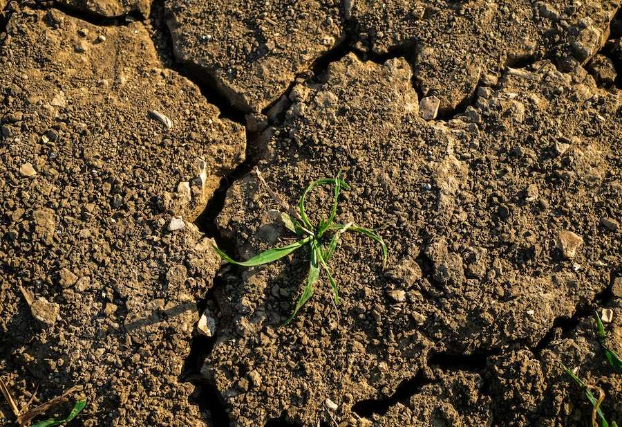 How a super El Niño could trigger global famine