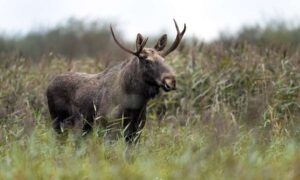 El discurso del rey a favor de la naturaleza: ocho nuevos proyectos de ley para abordar…