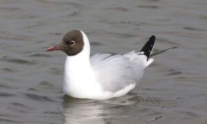 Gaviotas en el mar mientras las poblaciones del Reino Unido se sumergen