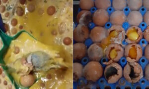 Huevos caducados, con moho y ratones: Informe revela el impactante trasfondo del “líquido mágico” destinado a restaurantes y pastelerías