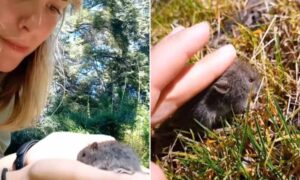 Influencer recoge un ratón, vector del Hantavirus: el vídeo viral en el que lo acaricia provoca tormenta