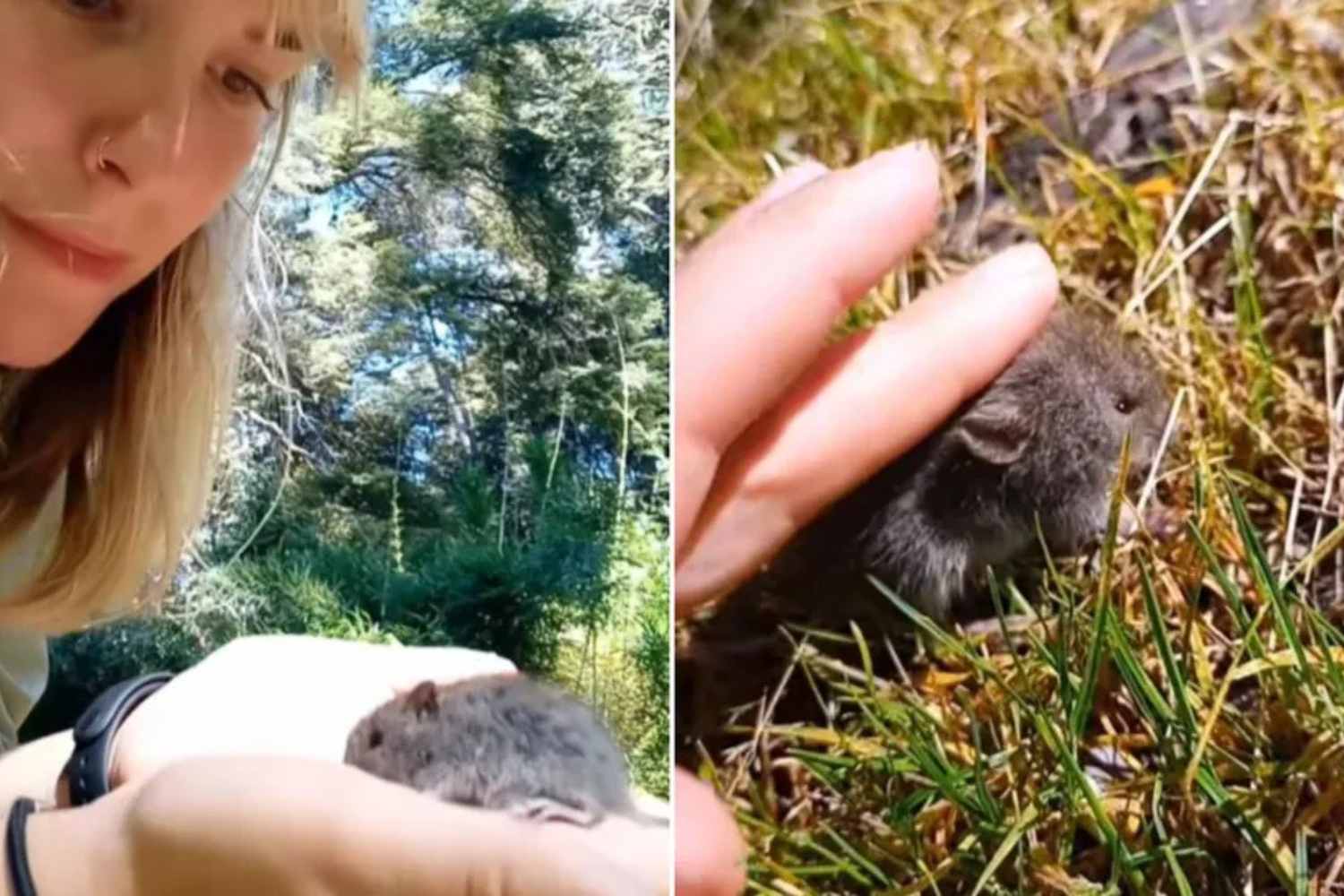 influencer argentina topo hantavirus
