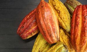 La Fundación Mundial del Cacao y COCOBOD anuncian a Ghana como sede de la reunión de asociación 2027