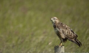 La legislación del Reino Unido sigue fallando a las aves rapaces tan extendidas…