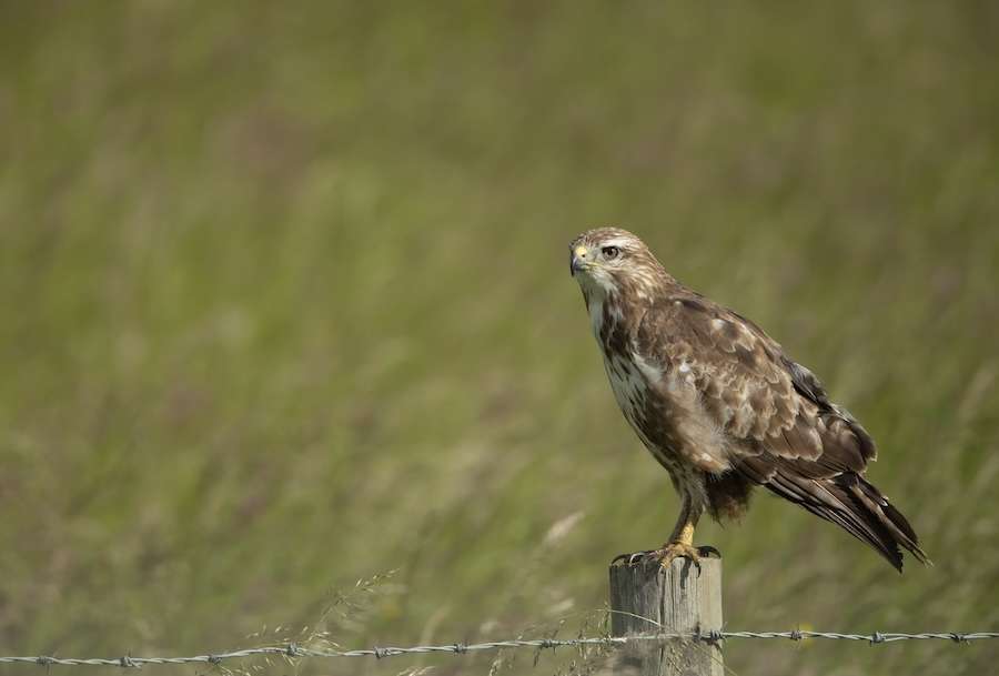 UK legislation continues to fail birds of prey as widespread illegal killing continues