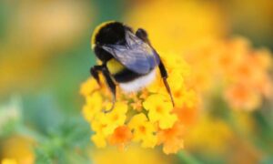 Las olas de calor están destruyendo la vida sexual de las abejas: nueva investigación
