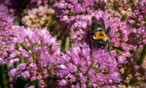 Lo que los taxis y robots con IA pueden aprender de las abejas