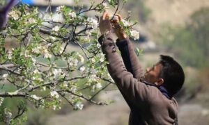 Proteger a los insectos polinizadores podría mejorar las dietas y…