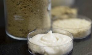 Queso de arroz: los científicos han logrado crear una alternativa vegana con más del 12% de proteínas