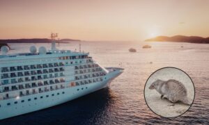 Tres muertes a bordo de un crucero, la OMS investiga epidemia de hantavirus: síntomas y cómo se transmite la infección