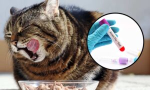 Un gato transmitió el virus de la gripe aviar a un hombre: primer caso confirmado en EE.UU., ¿existe riesgo de una nueva pandemia?