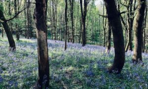 Una empresa de inteligencia artificial de Edimburgo desarrolla una herramienta de aprendizaje automático para acelerar el seguimiento de los bosques