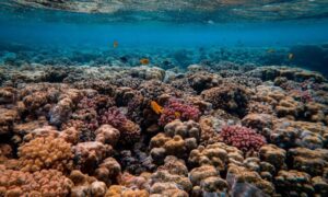 Una enorme ola de calor marina provocó el colapso de los arrecifes de coral del Caribe…