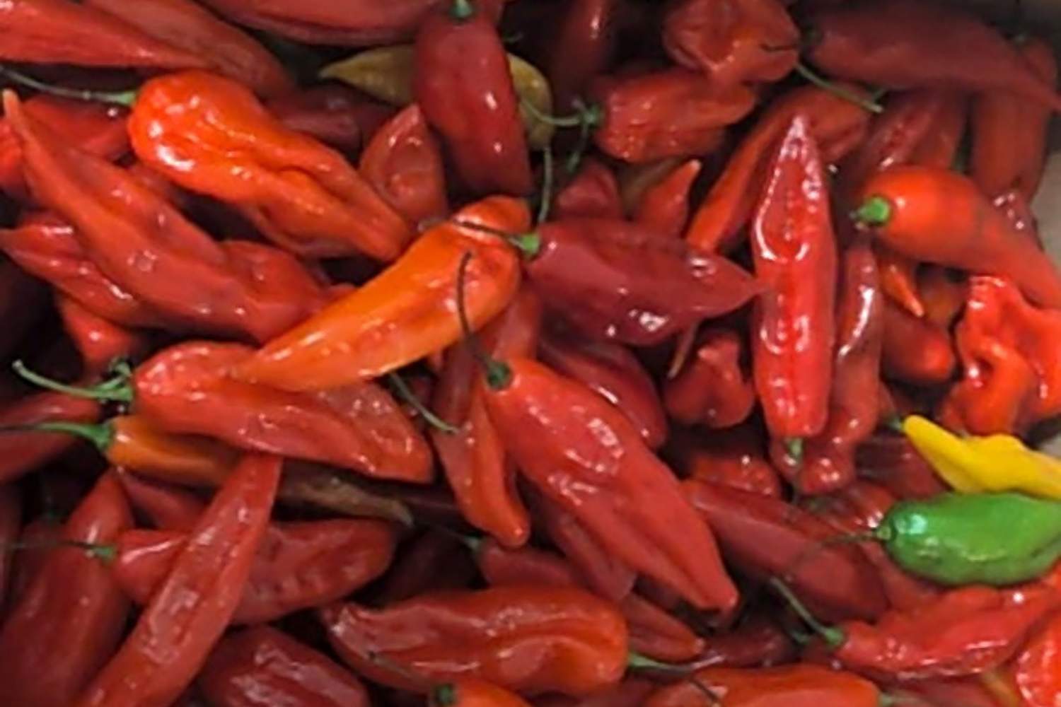 richiamo peperoncino giugno 2026 2