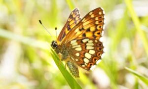 El número de mariposas raras aumenta un 9.000% en Kent gracias a los agricultores y…