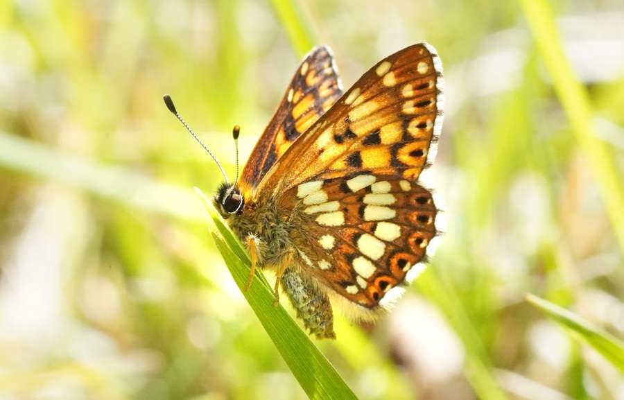 Rare butterfly numbers up 9,000% in Kent thanks to farmers and volunteers