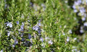 Flores de romero: 7 formas increíbles de usarlas que probablemente nunca hayas probado